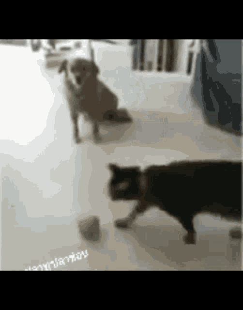 Jumping Cat GIF Jumping Cat Dog Discover & Share GIFs