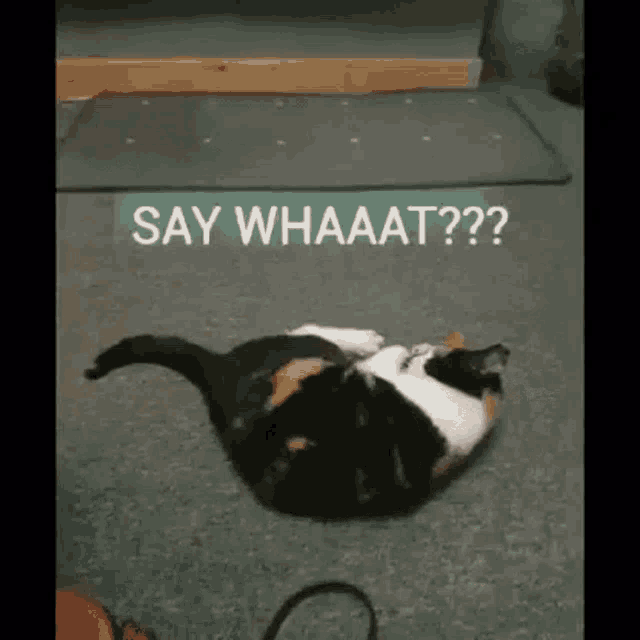 Shock Cat GIF Shock Cat Surprised Discover & Share GIFs