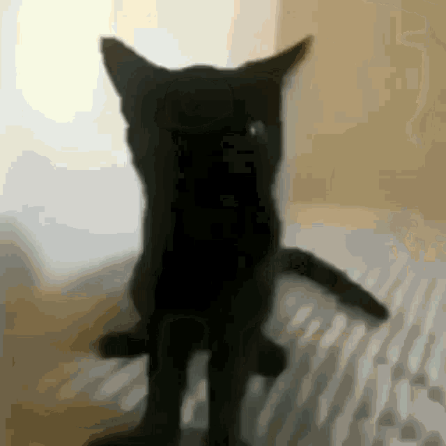 Cat GIF Cat Discover & Share GIFs