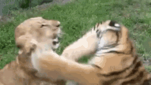 Lion With Tiger Fight Gifs Tenor