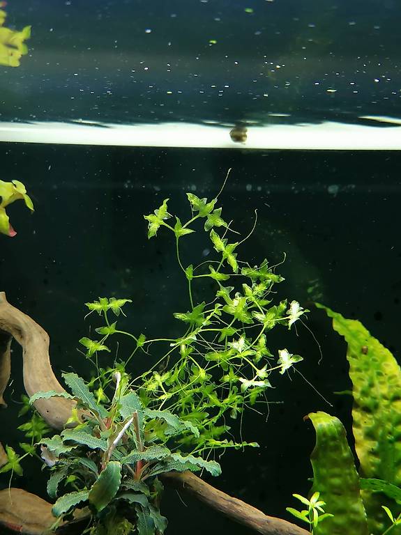 Kleinblatt Lemna trisulca Aquarium Pflanzen in Aargau