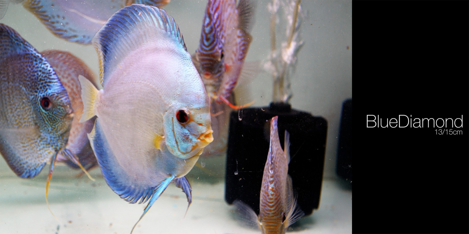 Wallpaper fish, seafood, Discus Fish, biology, color 2000x998 mxdp1