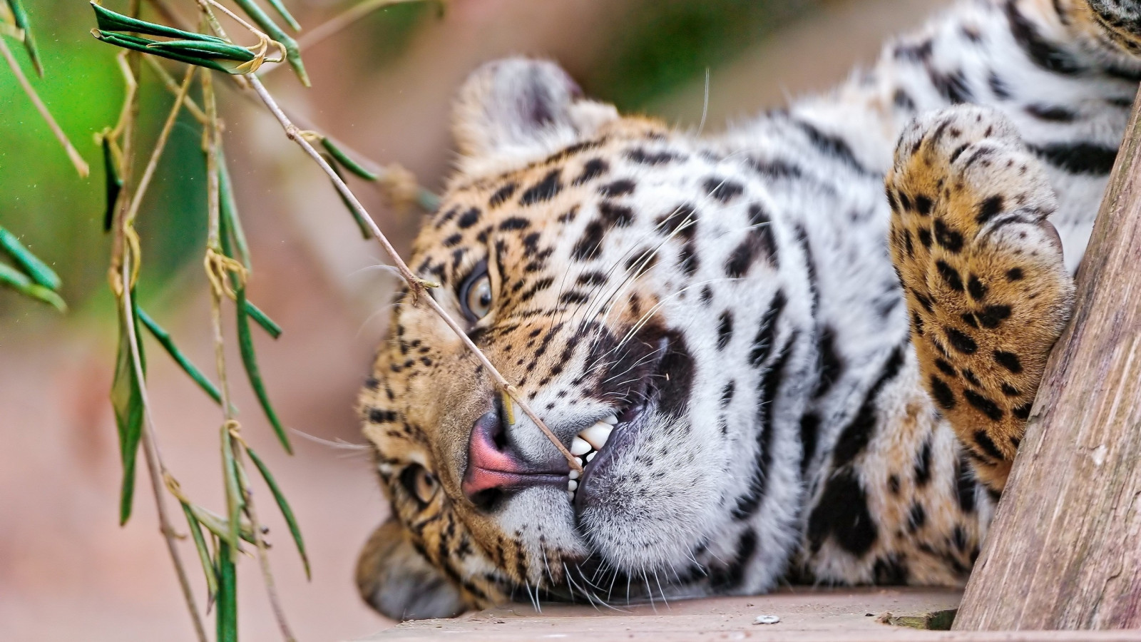 Hintergrundbilder Gesicht, Tierwelt, Zähne, große Katzen