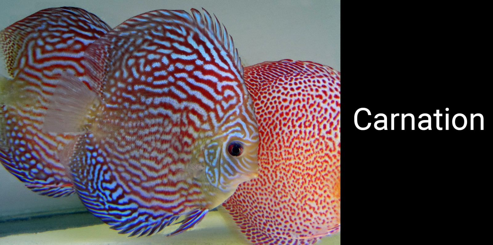 Ingyenes háttérképek hal, korall, Discus Fish, biológia, szerv