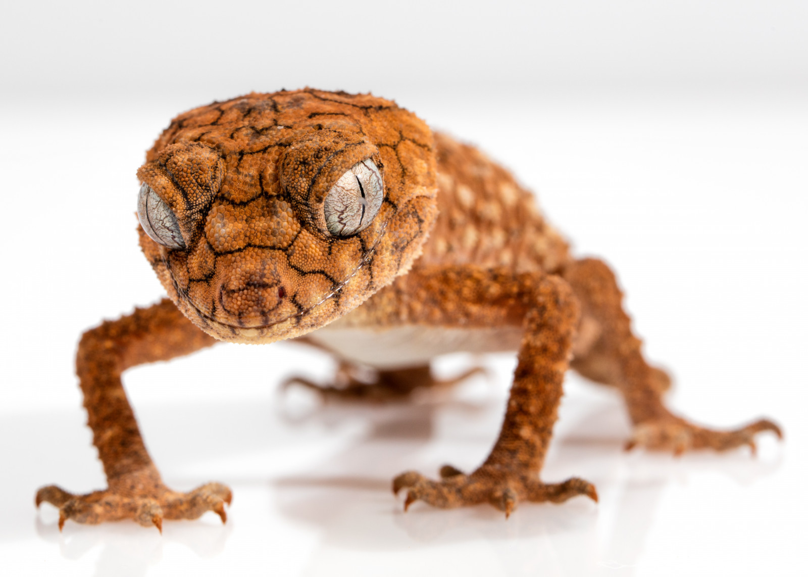 Hintergrundbilder Gecko, Eidechse, Fauna, Wirbeltier