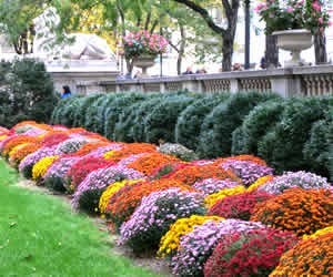 Planting Mums In The Ground-Guide To Planting Perennial Mums How To Plant Fall Garden Mums