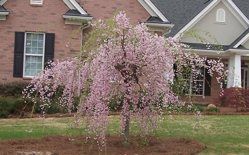 Weeping Flowering Cherry Tree Dwarf Weeping Yoshino Flowering Cherry