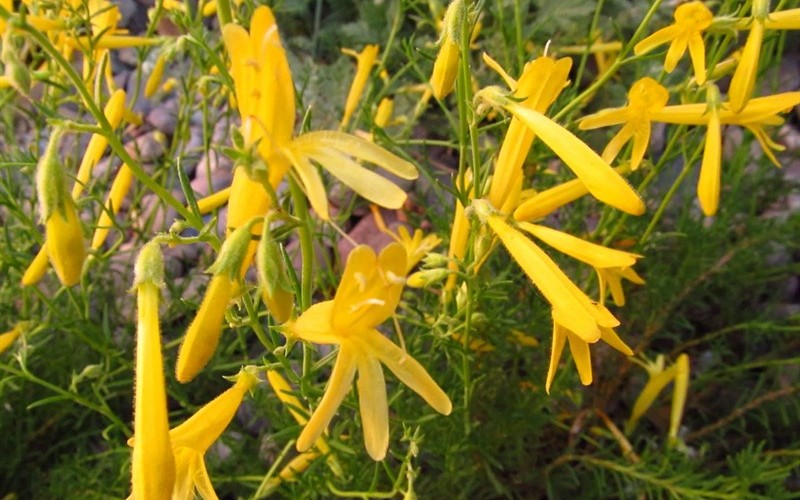 Yellow Pineleaf Penstemon Picture Gardenality