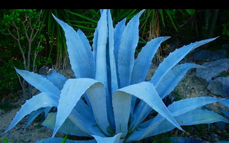 blue agave Agave plant, Blue succulents, Blue agave