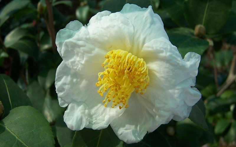 Northern Exposure Camellia Sasanqua Picture Gardenality