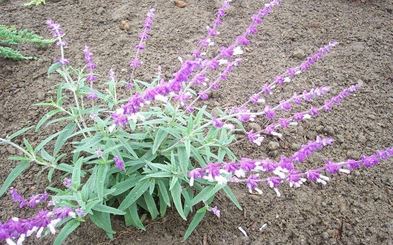 Mexican Bush Sage Gardenality