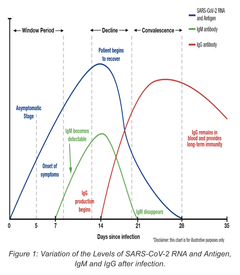 Covid 19 Antibody Rapid Test