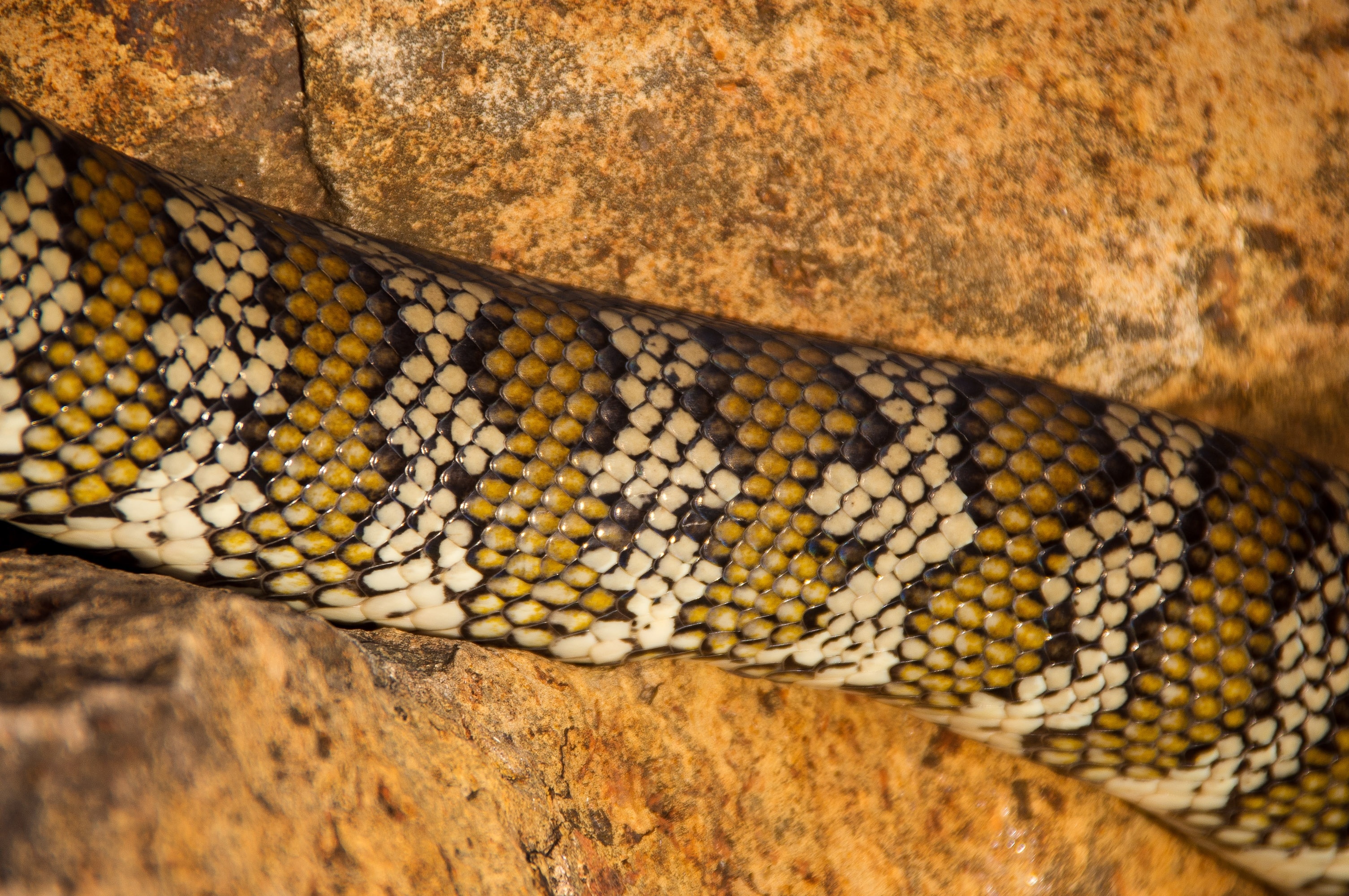 1920x1080 wallpaper Australia, Python, Carpet Python, closeup, one
