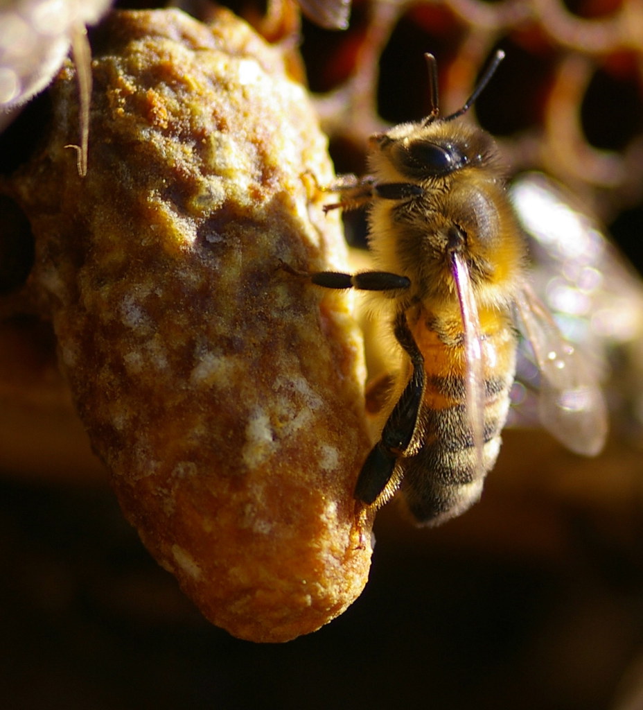 Queen cell A capped swarm cell hanging from the bottom bar… Flickr