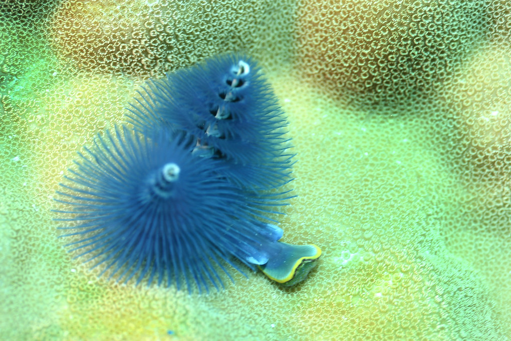 Coral worm Coral Worm, blue, Great Barrier Reef michael fontenot