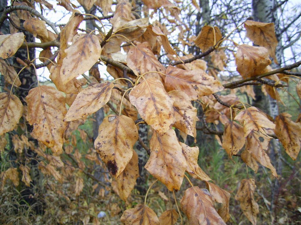 Dying Leaves Taken in October. Vegan Butterfly Flickr