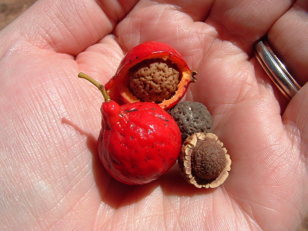 Desert Quandong fruit Clockwise from bottom left a whole … Flickr