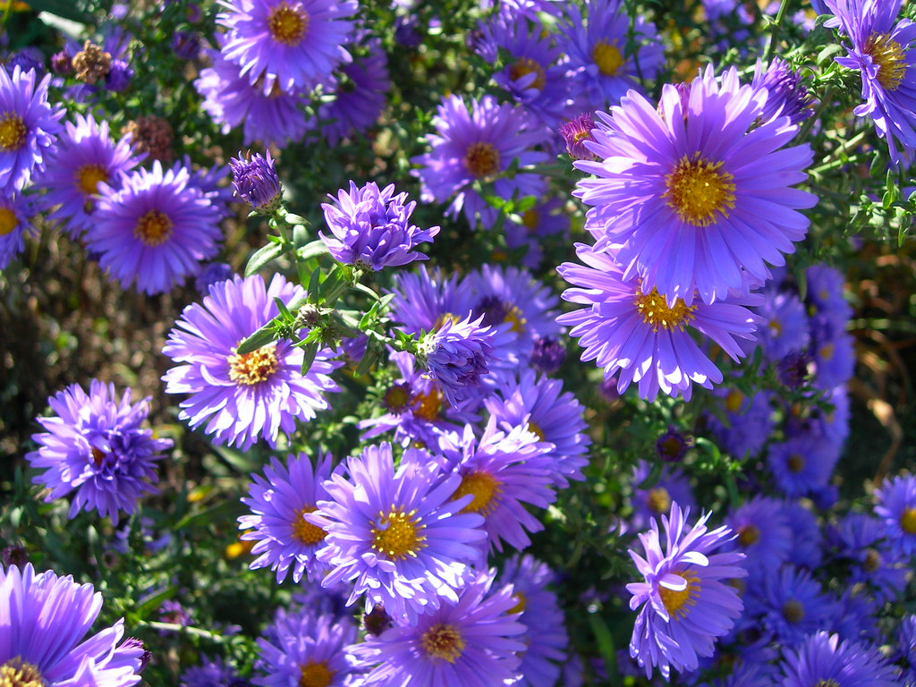 Purple daisylike flowers From a neighbor's garden. I'm no… Flickr