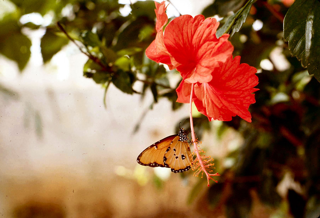 Somalia red hibiscus flower and yellow butterfly Flickr