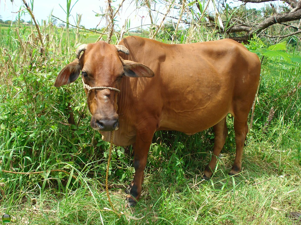Philippine Cow A photo of a cow for my daughter to help he… Flickr