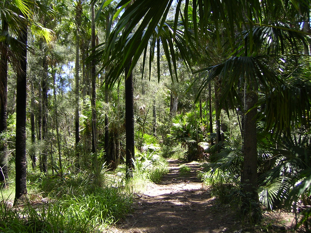 Mungo brush forest, New South Wales, Australia Melanie Andrews Flickr