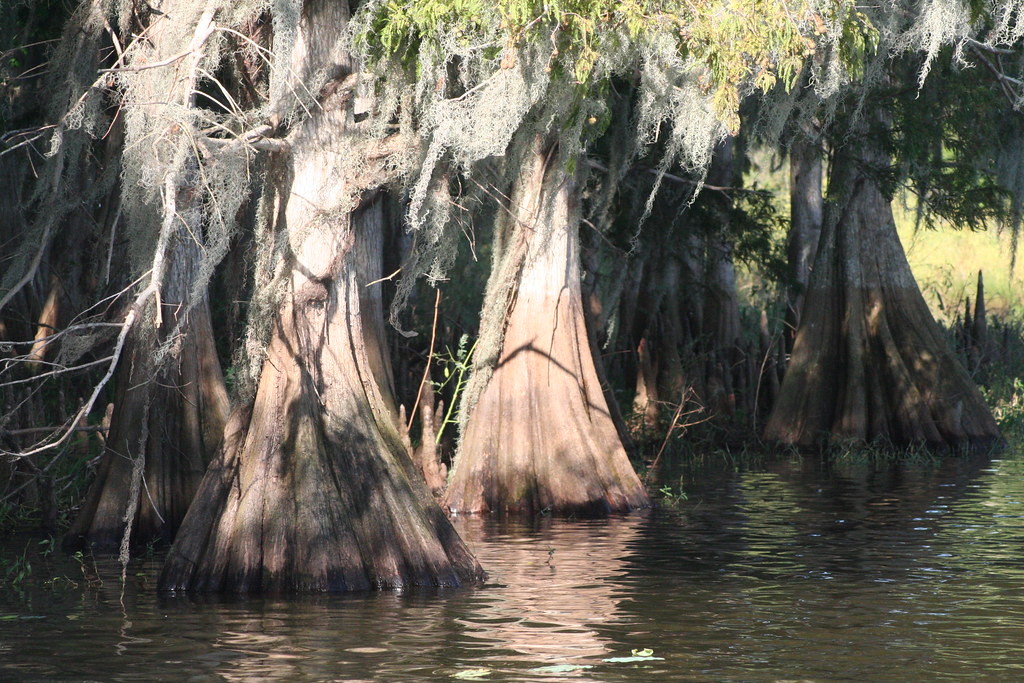 cypress roots Cypress trees and roots in the marsh in Flor… Ed