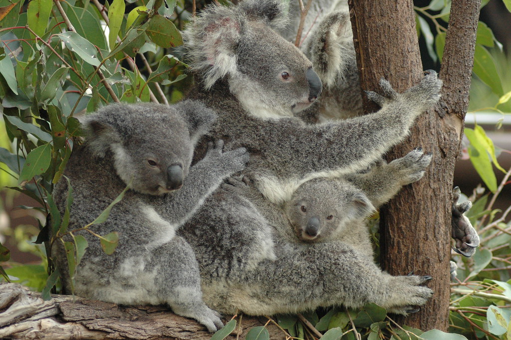 Koala family at Brisbane's Lone Pine Koala Sanctuary Flickr