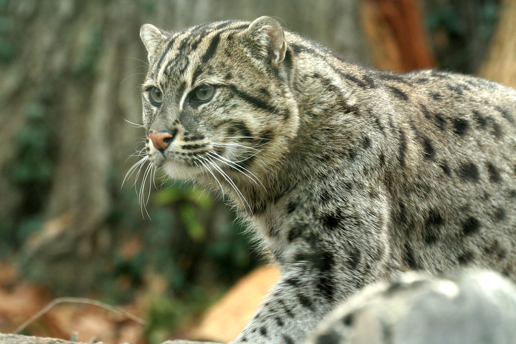 Fisher Cat National Zoo Nov 06230 smata2 Flickr