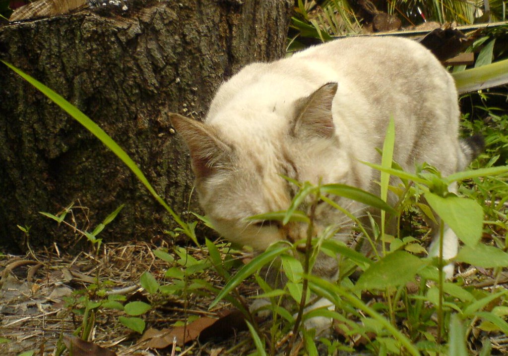 The Beautiful Cat Say "Glass" 10 times...What do cats
