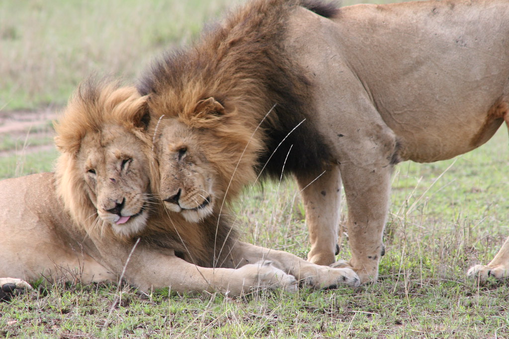 Lion Friends Two lions obviously like each other in Masai … Flickr