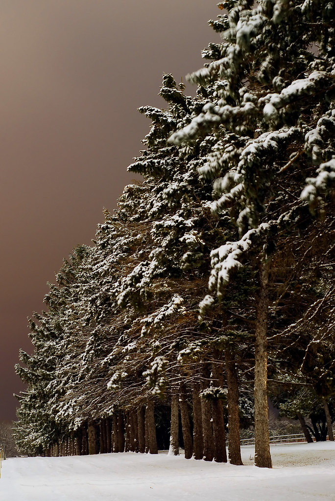 Pines from the North Pine trees at the Iowa State Nursery.… Luke