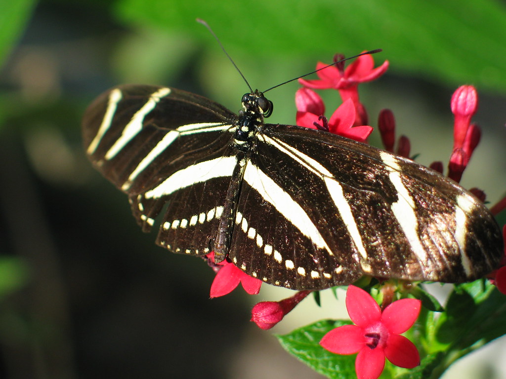 Zebra longwing Oficial state butterfly of Florida, shot in… Flickr