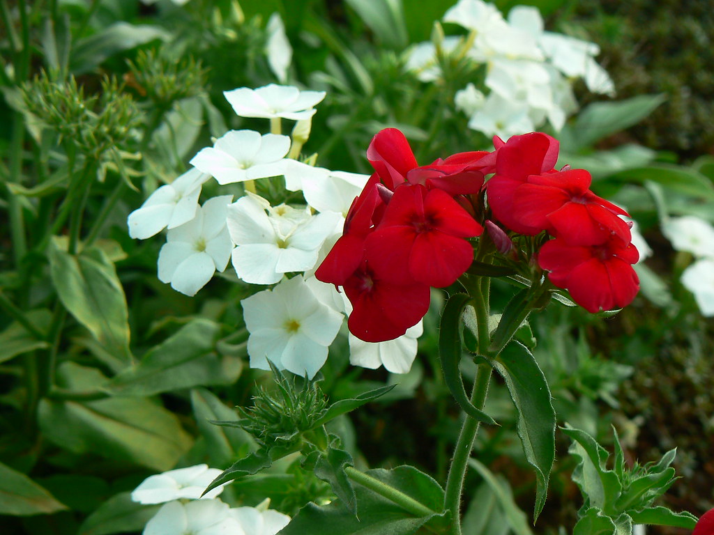 Garden phlox Common name Fall Phlox, Garden Phlox, Perenn… Flickr