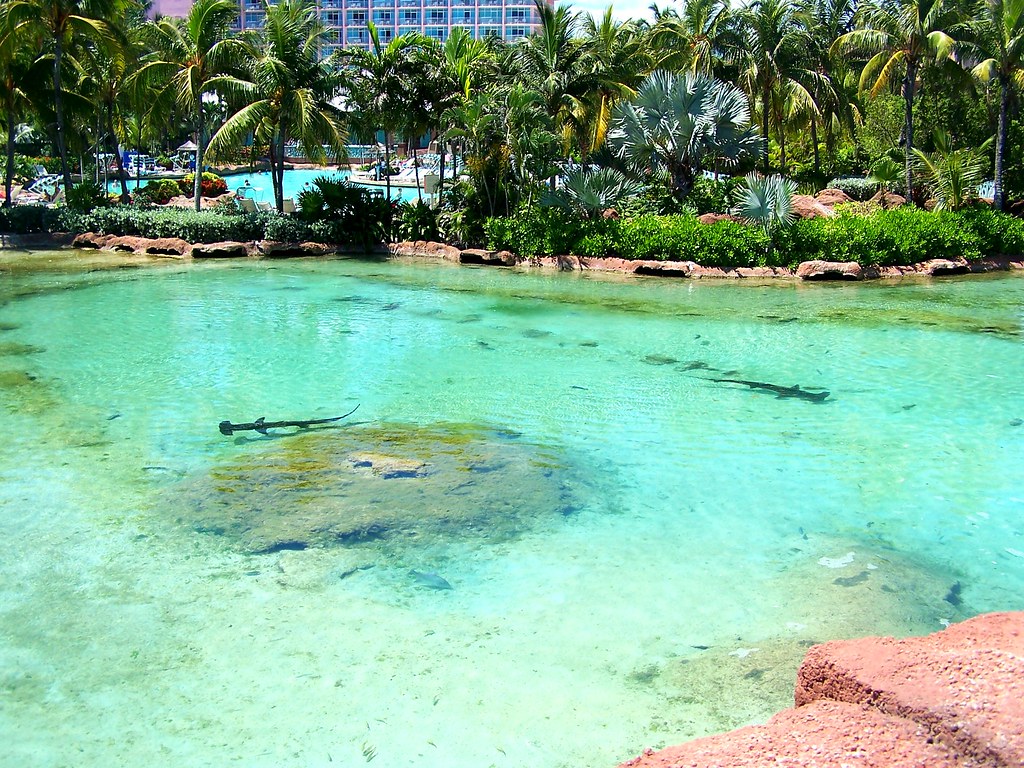 Predator Lagoon Atlantis Bahamas Hammerhead shark pool Flickr