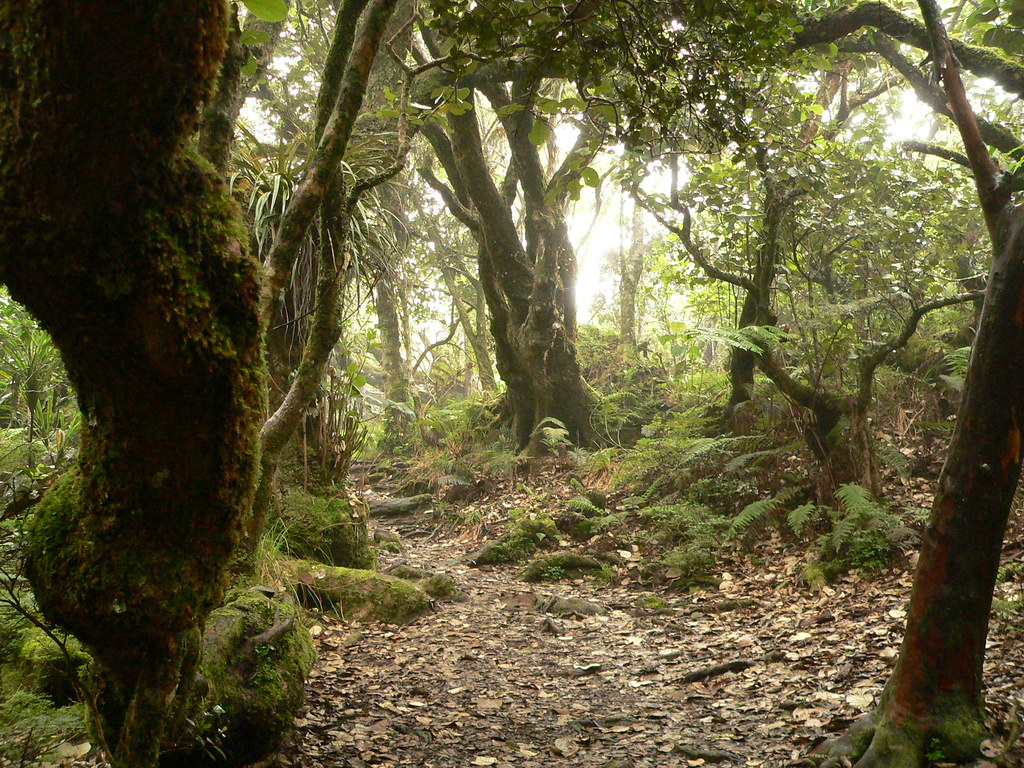 Forêt primaire de NotreDame de la Paix Forêt souvent enva… Flickr