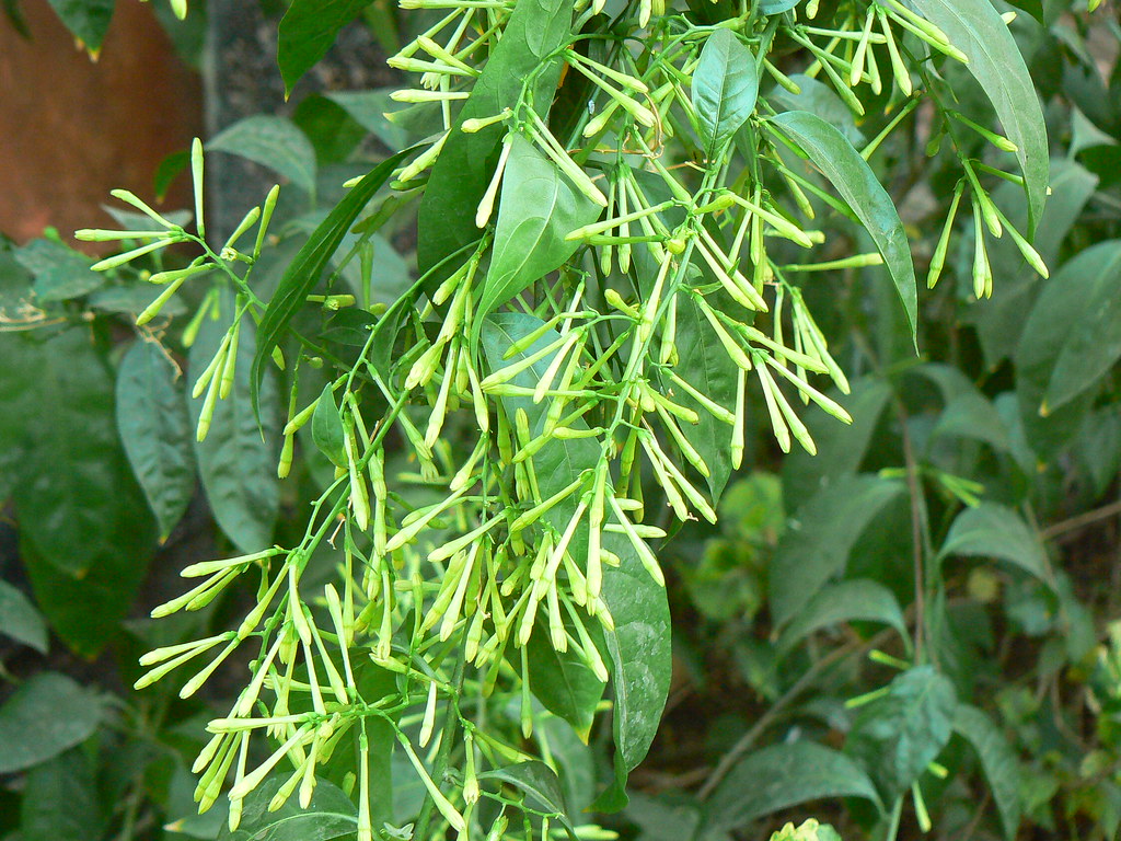 Cestrum nocturnum Common name Nightblooming cestrum, Nig… Flickr
