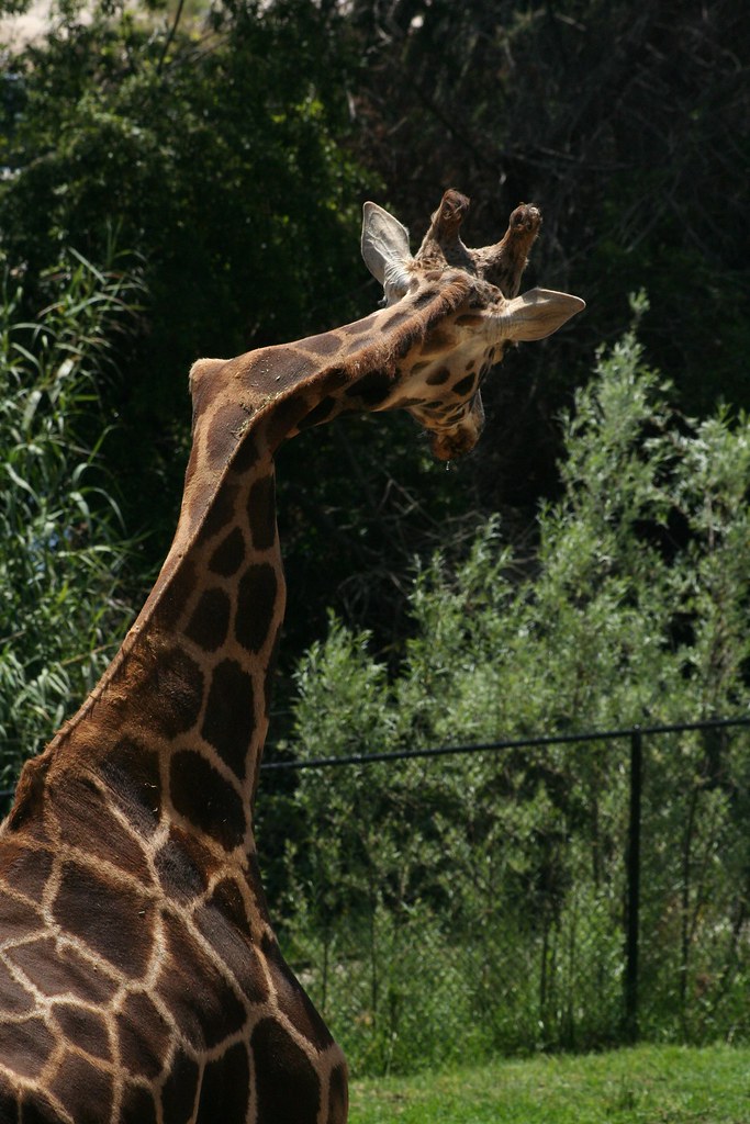 Broken Neck Giraffe with broken neck Matt Grant Flickr