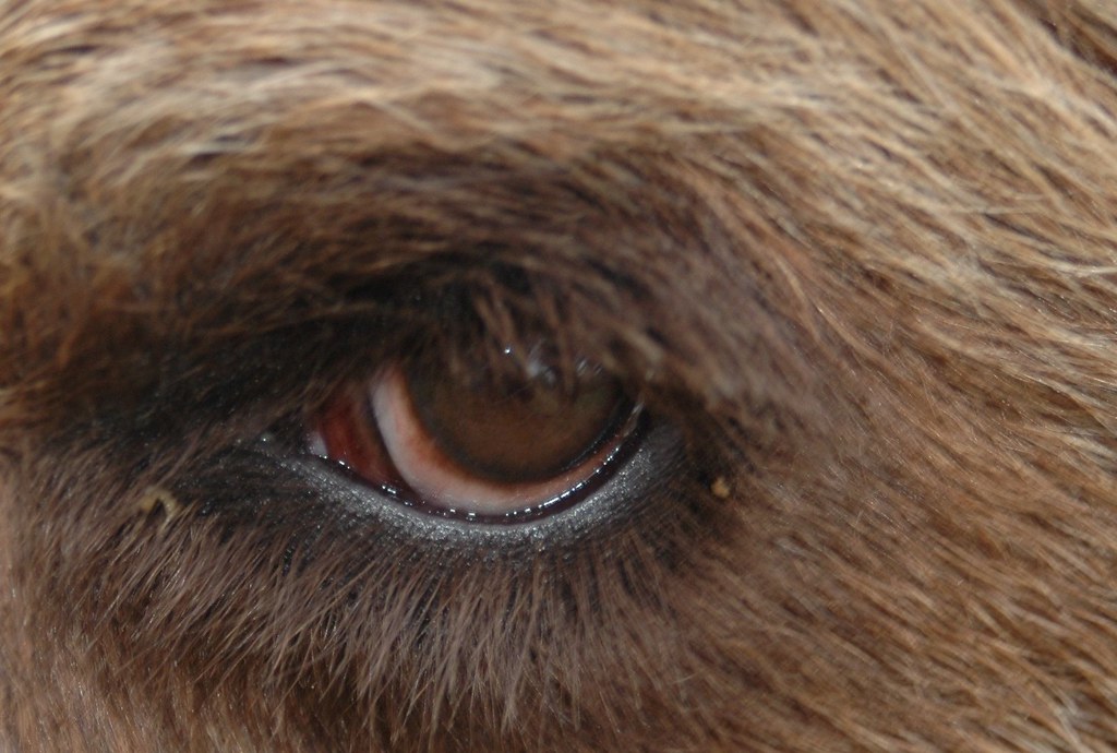 bear eye Ivo Stad & Land Flickr