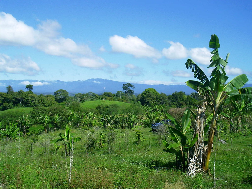 Our Finca in Caizan, Panama Our finca (farm) is 10 acres a… Flickr