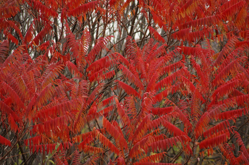 Red Fern Tree Remington Photos Flickr