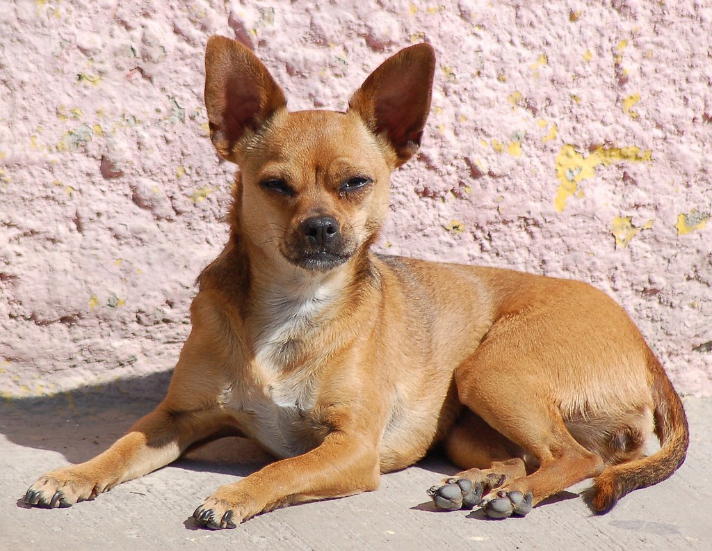 Chihuahua Guard Dog Ajijic, Jalisco, Mexico. This is a dog… Flickr