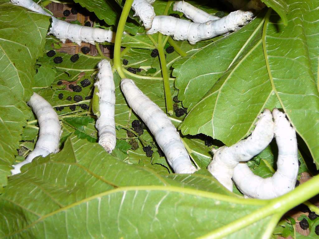 SilkWormsAndLeaves Featured here Flickr