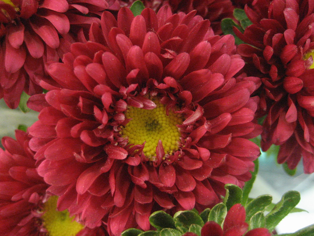 flowers at kroger I had to go grocery shopping early Sunda… Flickr