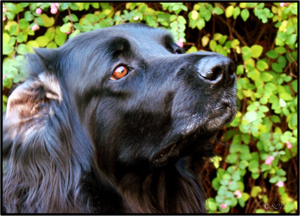 my dog with a folded ear silviaON Flickr