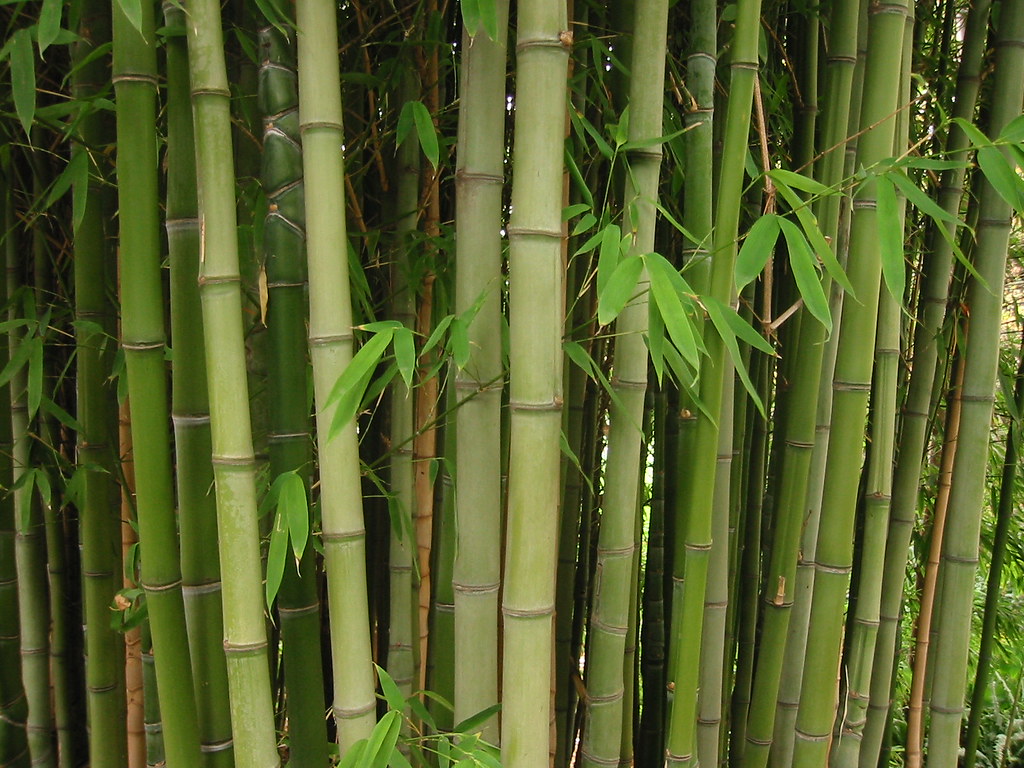 Bamboo Bamboo at the Botanical Garden, Melbourne Michael Flickr