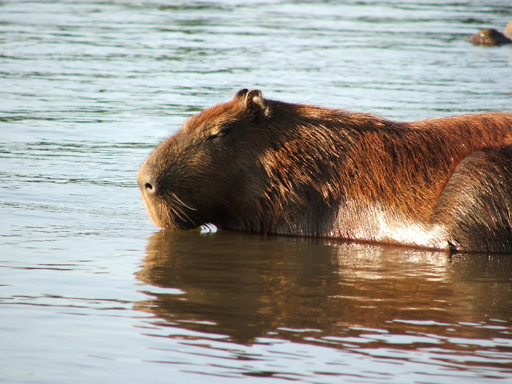 Capivara Der Internationale handel mit wilden tieren