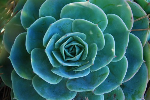 succulent rose I love this succulent, looks like rose. I