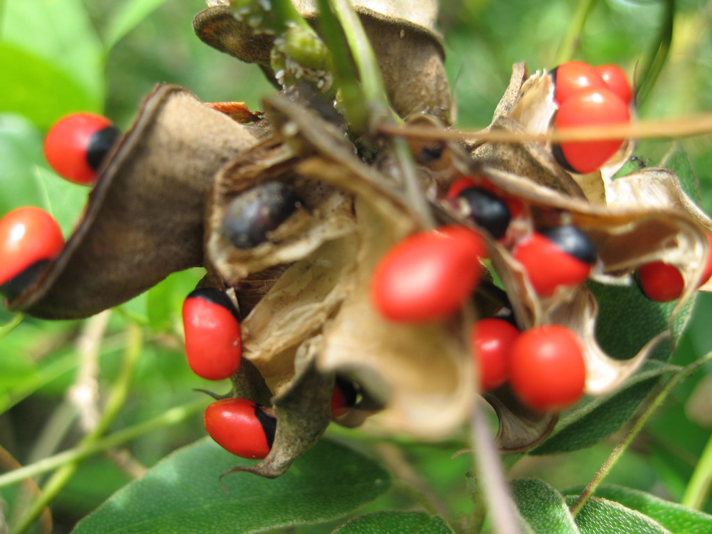 Jumbie Beads jeffreynisbett Flickr