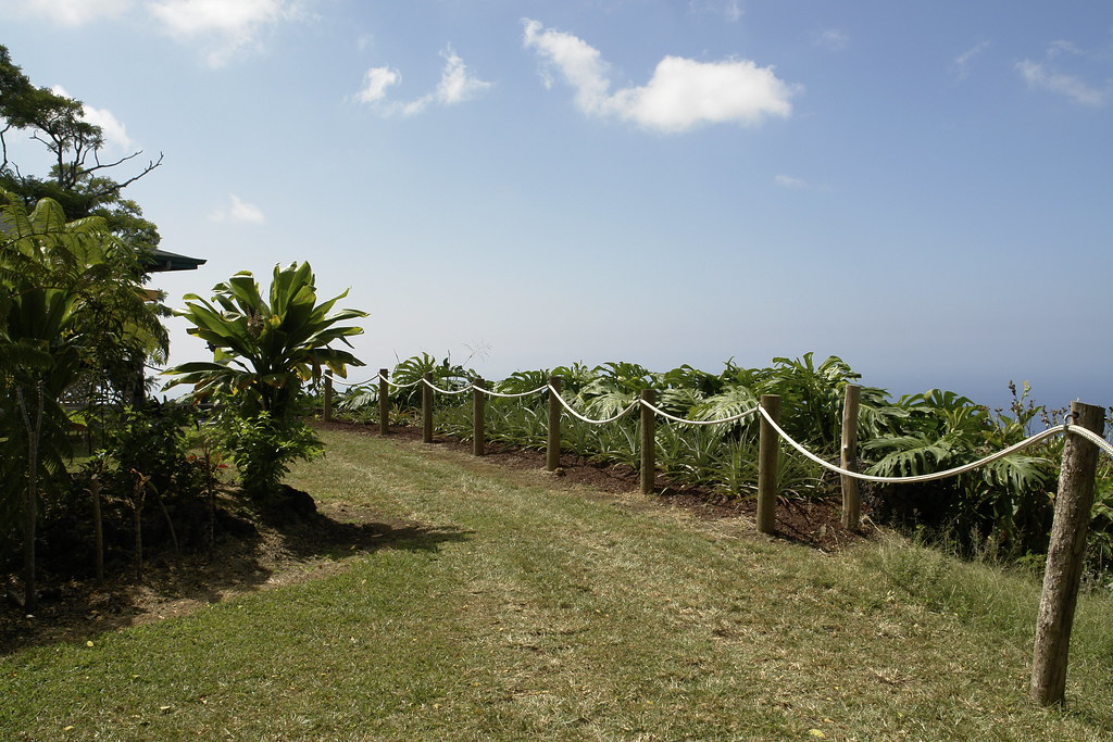 Kona Coffee Plantation Flickr