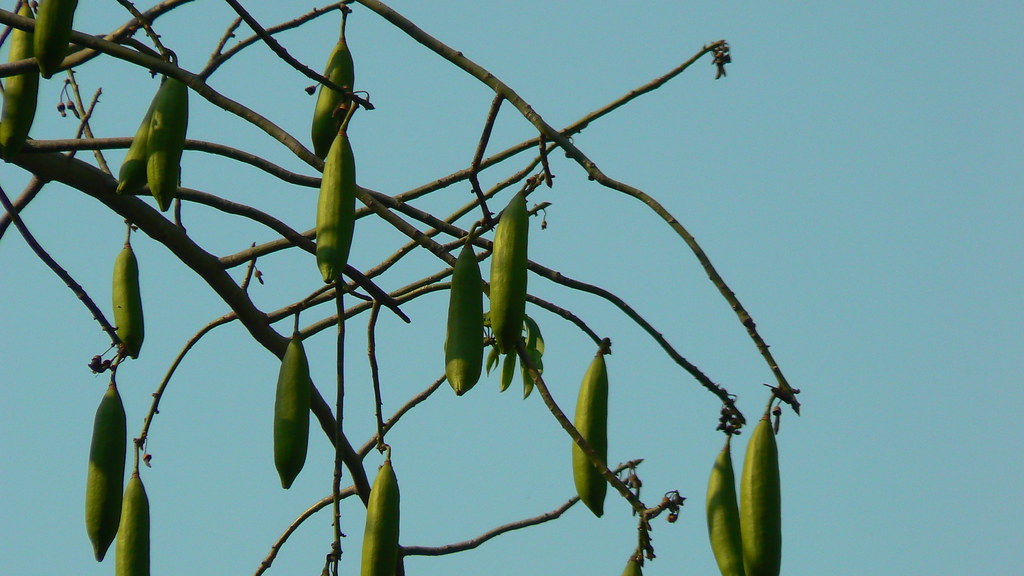 White silkcotton pods Common name White Silk Cotton Tree… Flickr